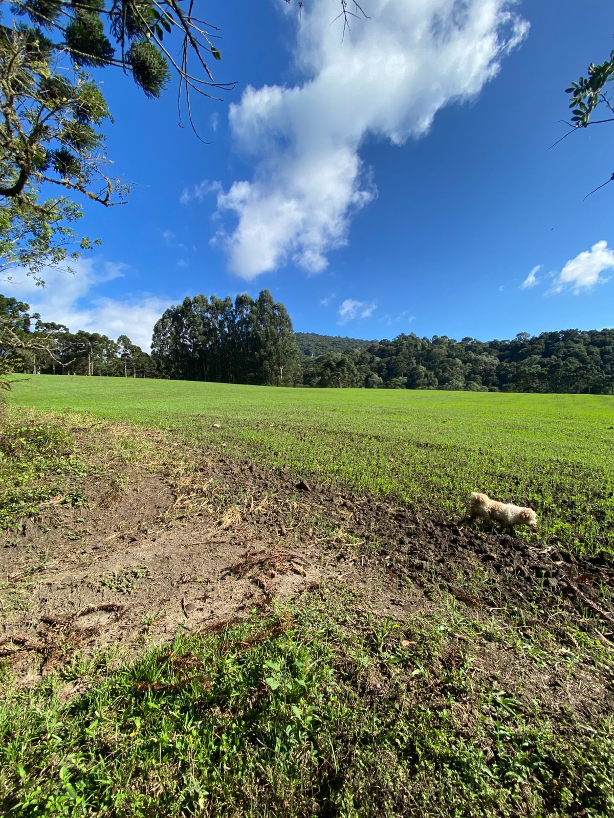 FAZENDA URUBICI (17)