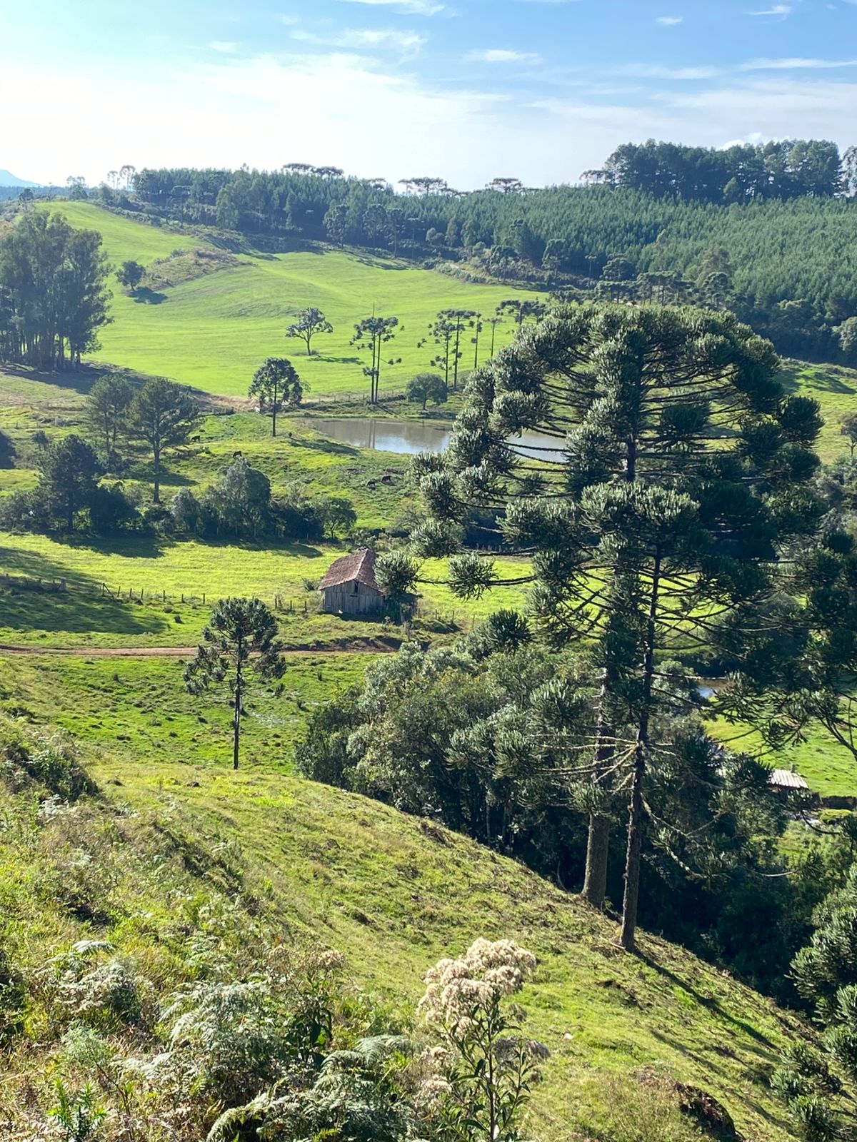 FAZENDA URUBICI (21)