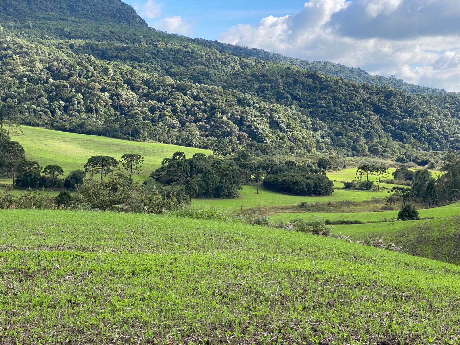 FAZENDA URUBICI (6)